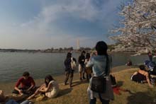 Cherry Blossom 2006 Gallery