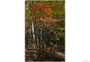 CandO_Canal_Autumn_76