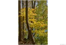 CandO_Canal_Autumn_87