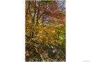 CandO_Canal_Autumn_89