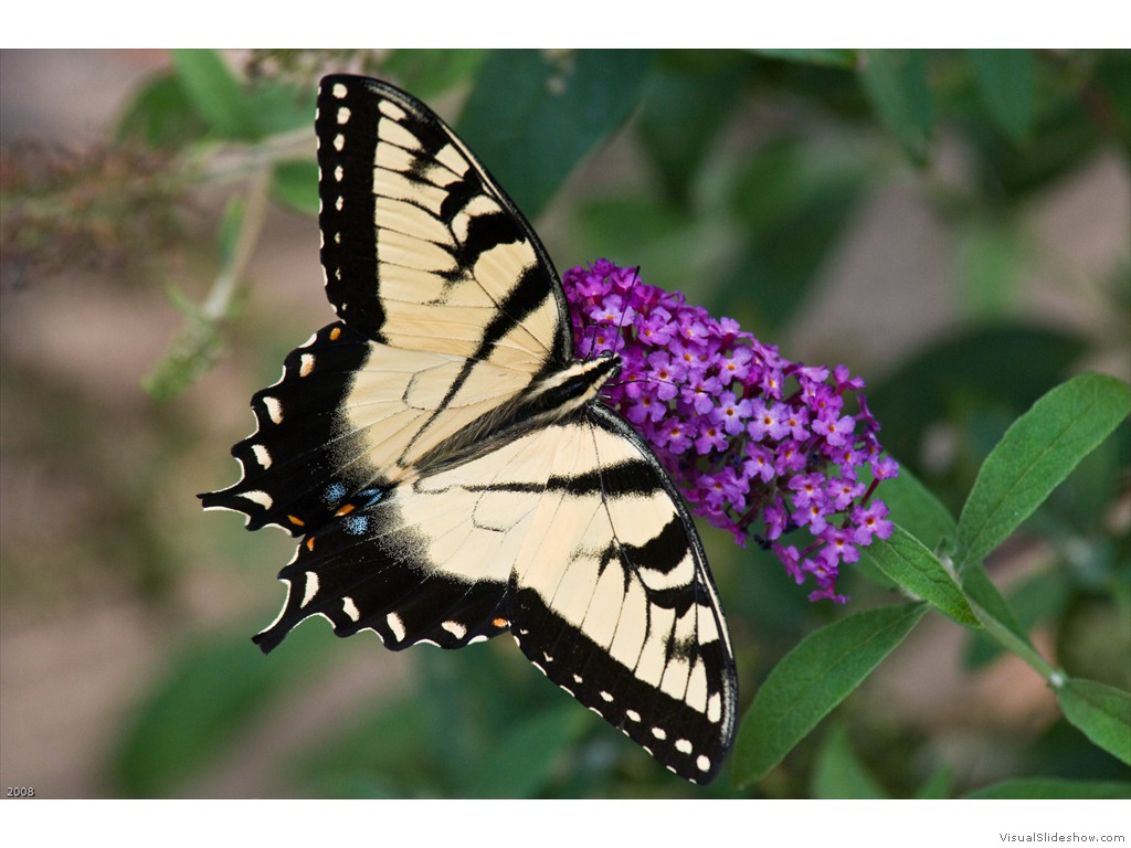EasternYellowSwallowtailButterfly_7