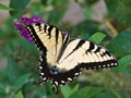 EasternYellowSwallowtailButterfly_2