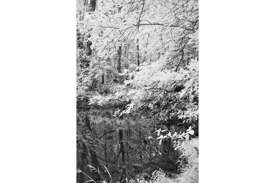 Branch_Over_Pond_0025