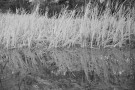 Rushes_0017
